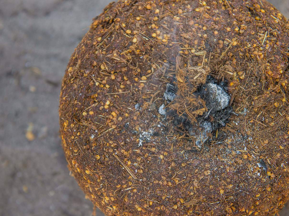 Chili-Bomben verströmen einen beißenden Geruch. © Gareth Bentley / WWF-US