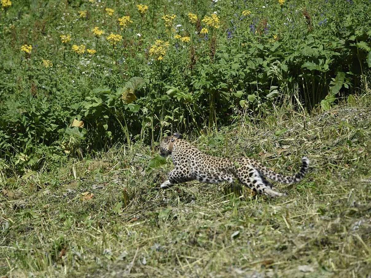 Rennender Kaukasus-Leopard © Anton Agarkov / WWF
