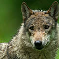 Grauwolf in Deutschland © Ralph Frank / WWF