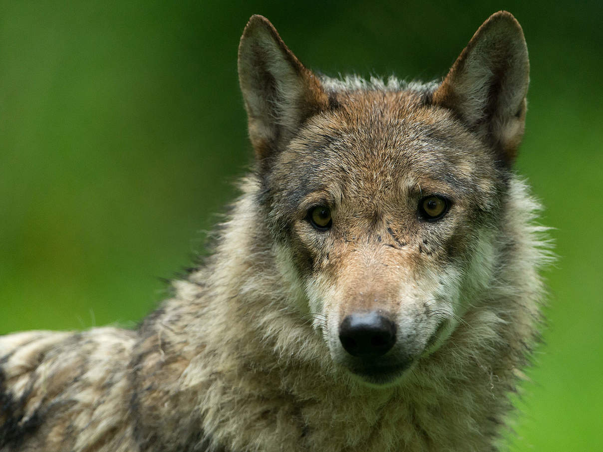 Grauwolf in Deutschland © Ralph Frank / WWF