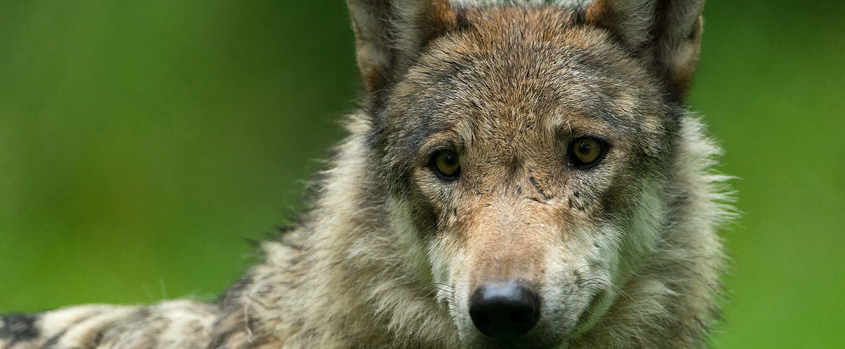 Grauwolf in Deutschland © Ralph Frank / WWF