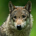 Grauwolf in Deutschland © Ralph Frank / WWF