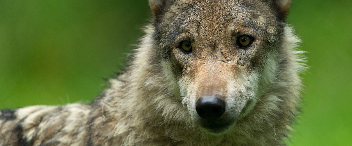 Grauwolf in Deutschland © Ralph Frank / WWF