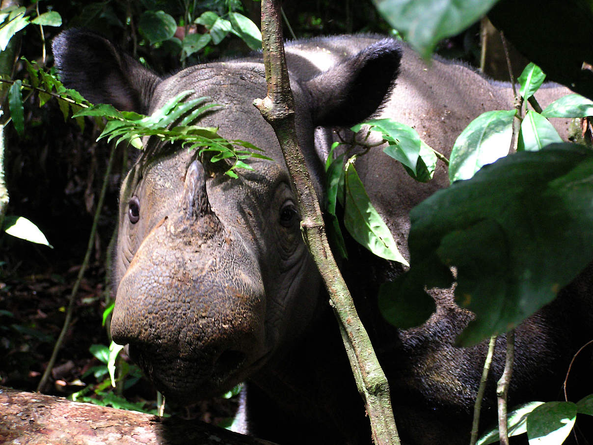 Ein Sumatra-Nashorn in Indonesien © Gert Polet / WWF-Indonesia