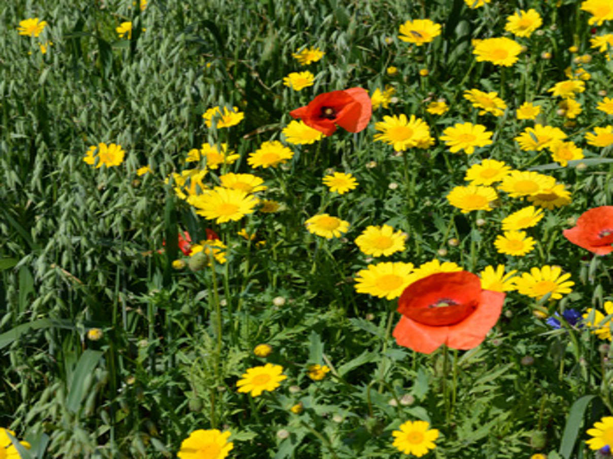 Blumenwiese Usedom © Frank Gottwald