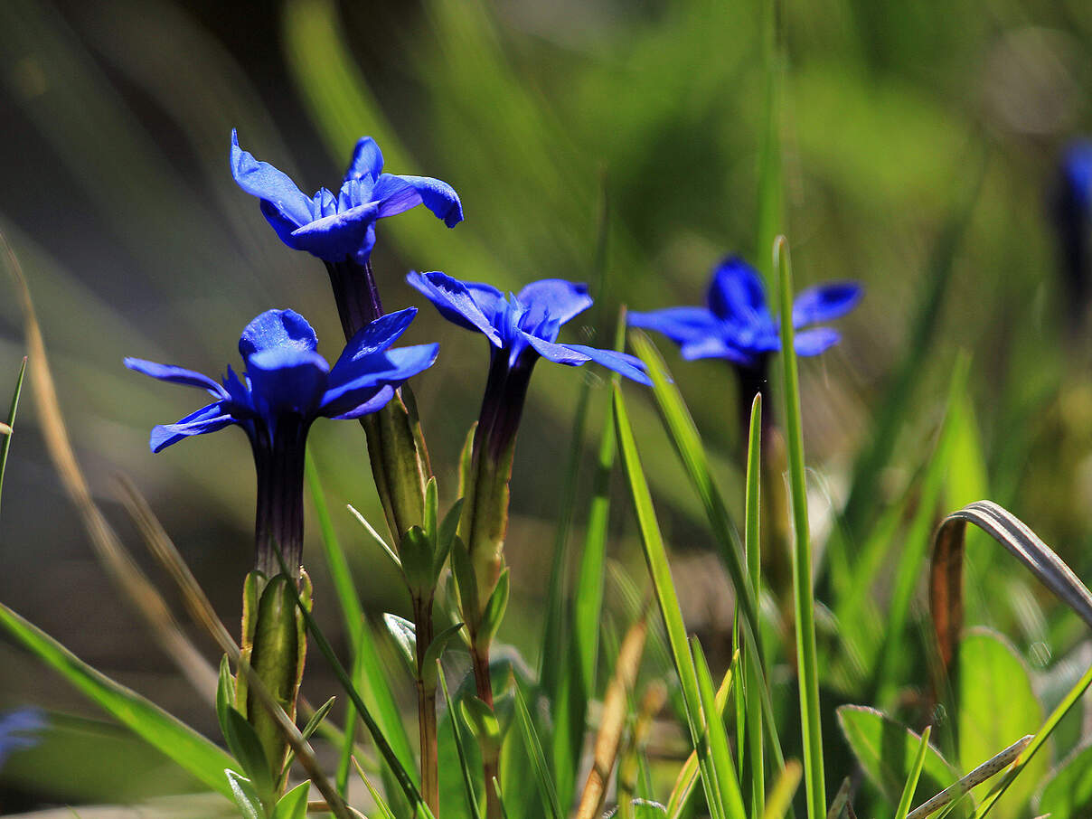 blühender Enzian auf einer Wiese