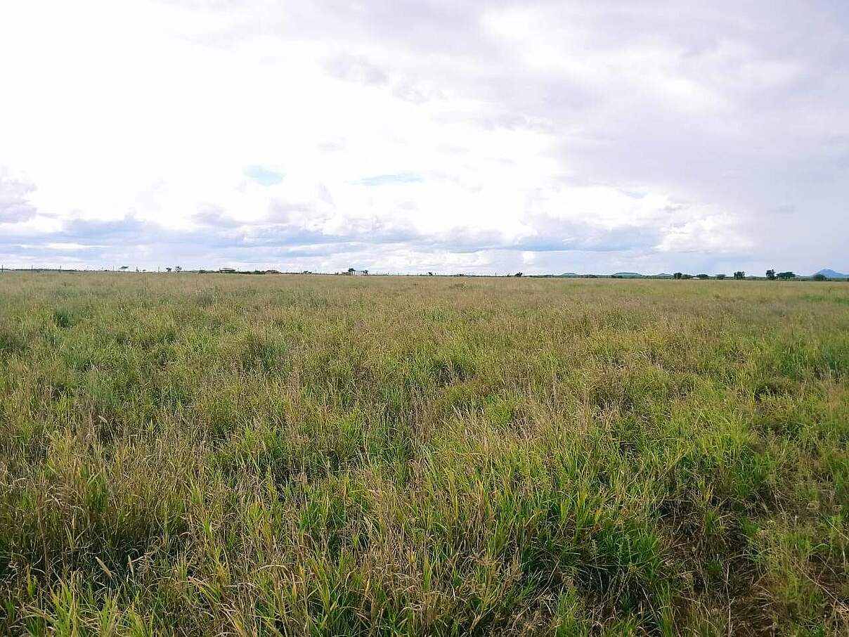 Begrünte Landschaft in Kenia dank den Grassamen © WWF Kenia Begrünte Landschaft in Kenia dank den Grassamen © WWF Kenia