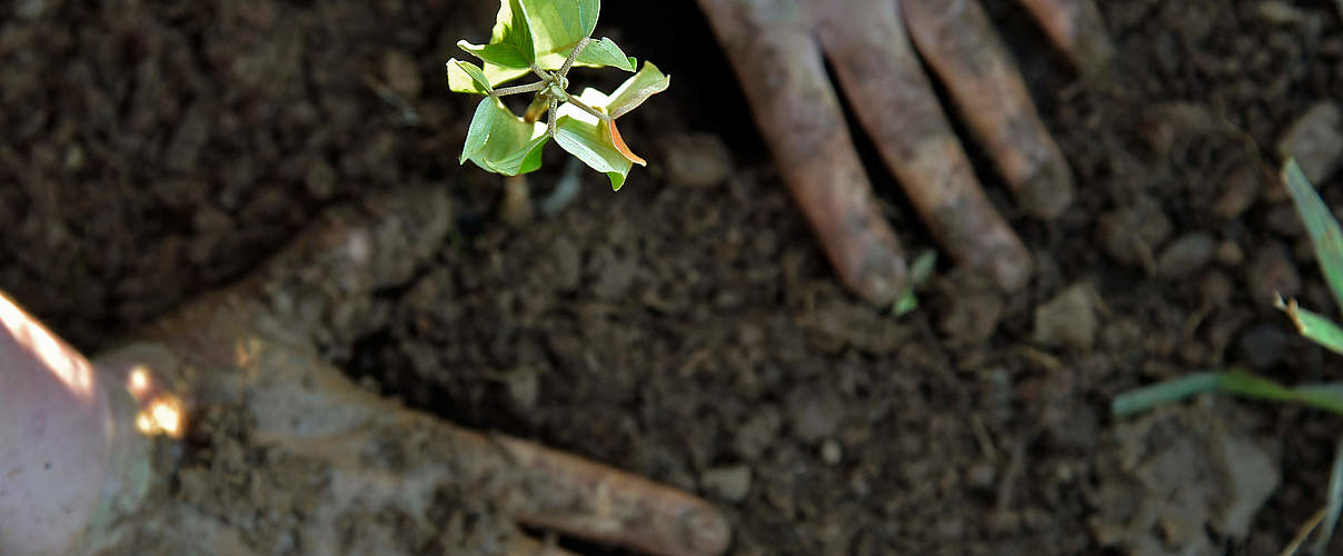 Humus-Boden mit Pflanze © Adriano Gambarini / WWF-US