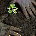 Humus-Boden mit Pflanze © Adriano Gambarini / WWF-US