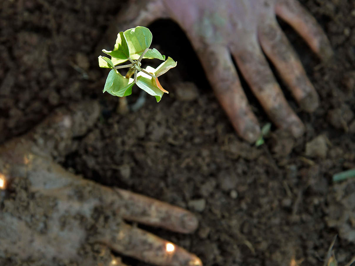 Humus-Boden mit Pflanze © Adriano Gambarini / WWF-US