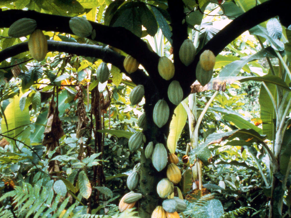 Kakao Baum auf Plantage © Jeffrey A. Sayer / WWF