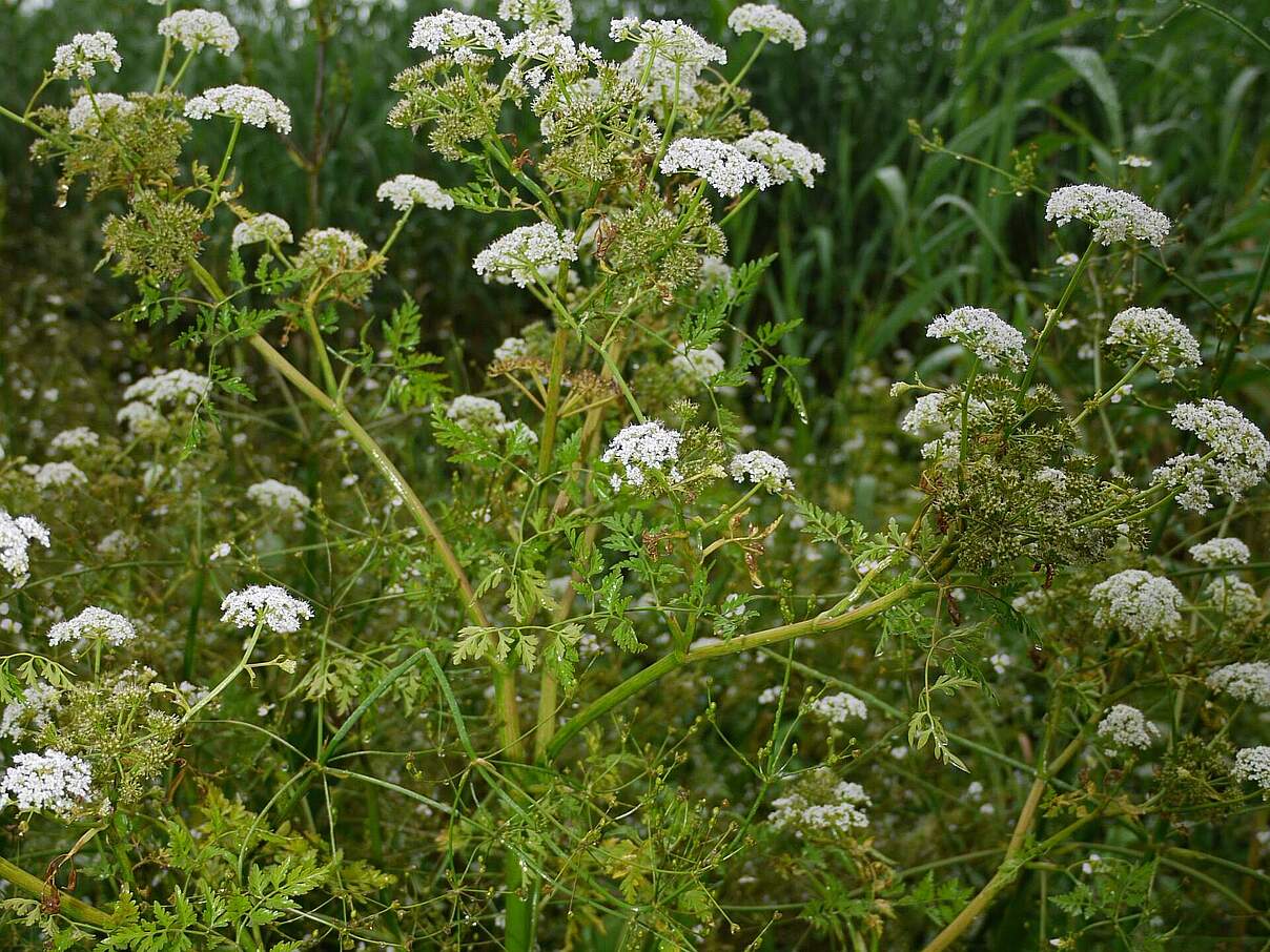 Schierlings-Wasserfenchel © Thomas Behrends