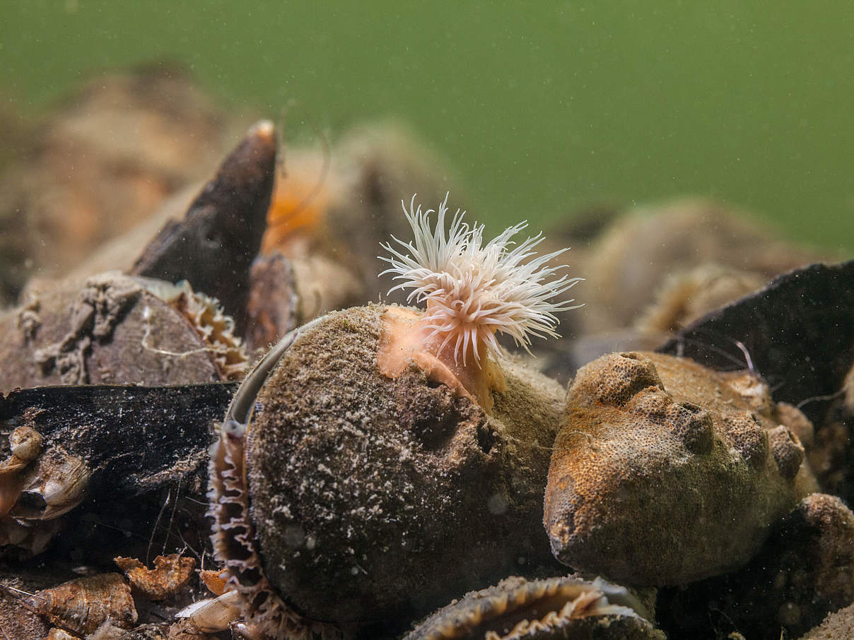 Seenelke und Miesmuschel © Philipp Kanstinger / WWF
