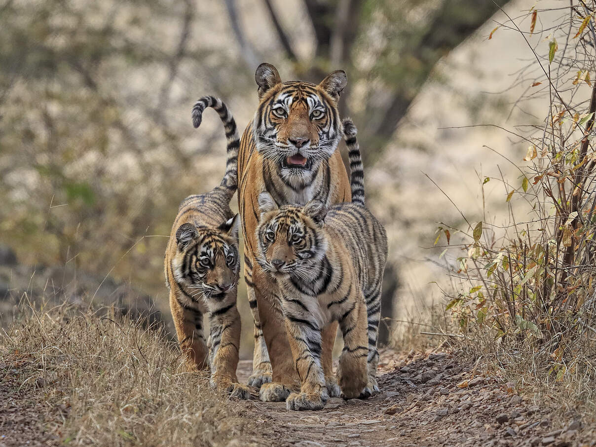 Tiger mit ihren Jungen 