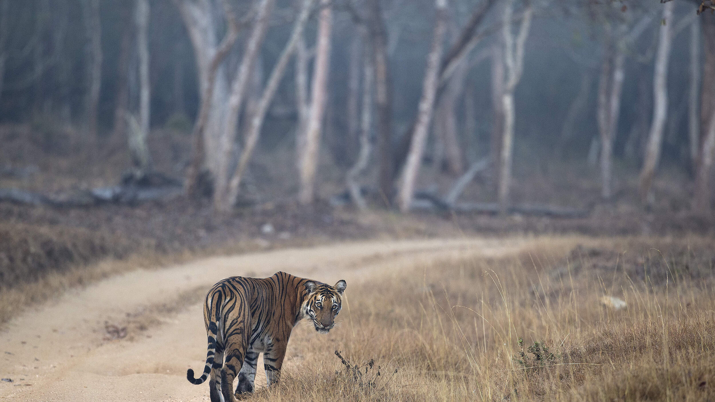 Bengal-Tiger © Ranjan Ramchandani / WWF