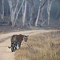 Bengal-Tiger © Ranjan Ramchandani / WWF
