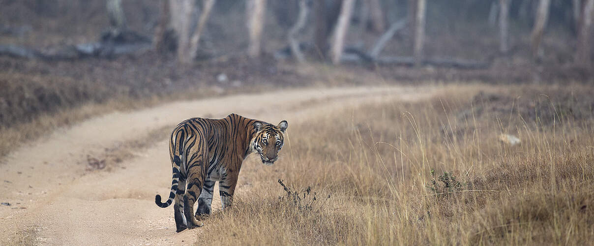 Bengal-Tiger © Ranjan Ramchandani / WWF