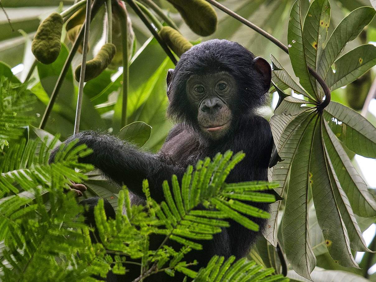 Bonobo Jungtier im Baum © Karine Aigner / WWF USA