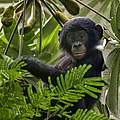 Bonobo Jungtier im Baum © Karine Aigner / WWF USA