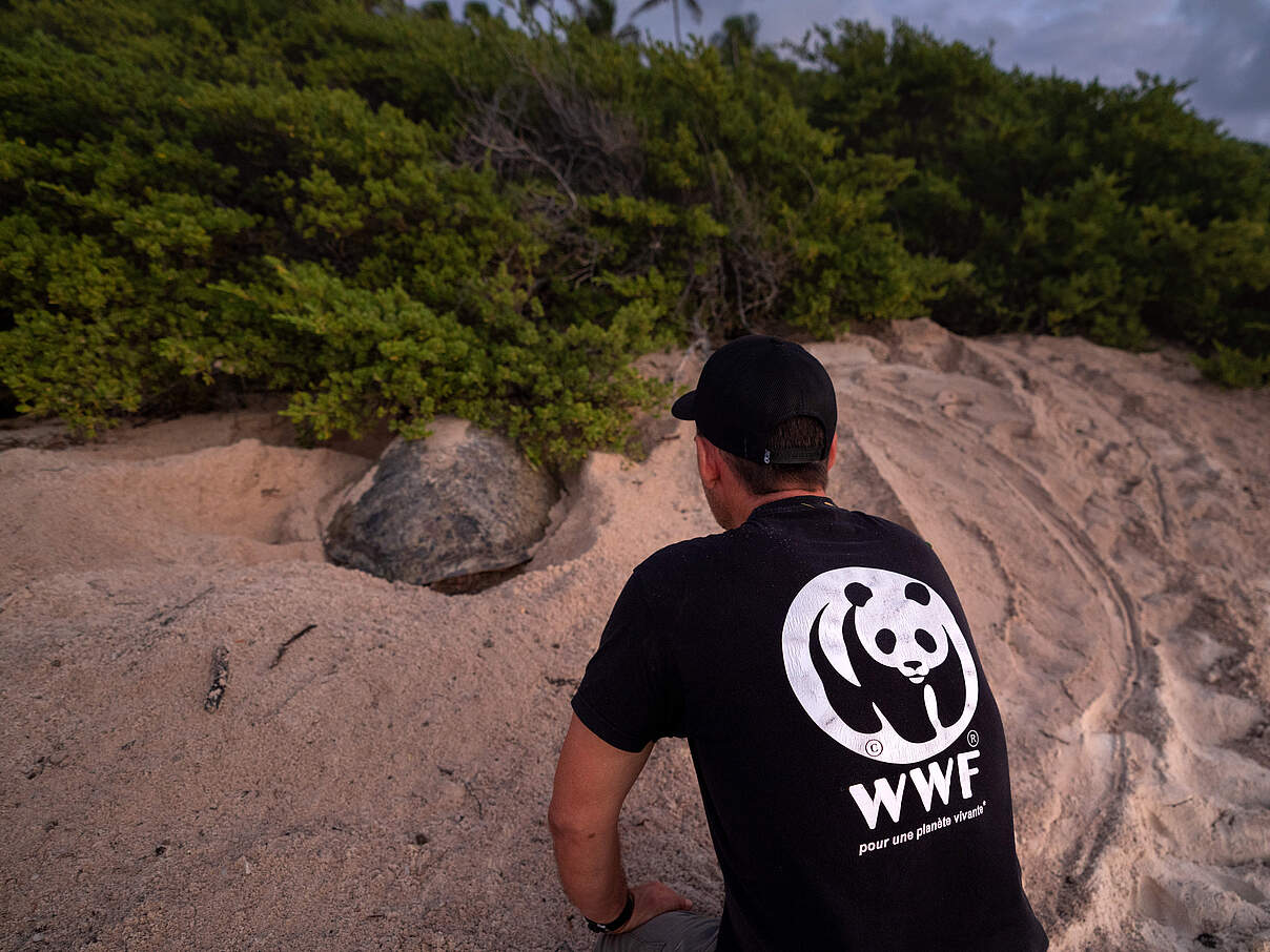 WWF Mitarbeiterin und eine grüne Meeresschildkröte in Neukaledonien © Nicolas Job