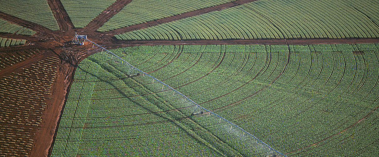 Intensiver Soja-Anbau in Brasilien © Edward Parker / WWF