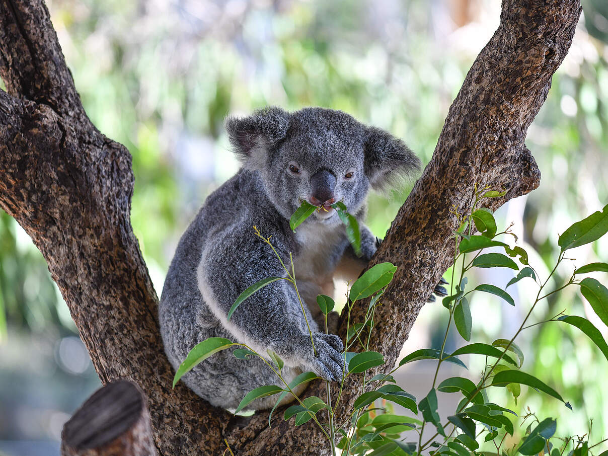 Koala frisst Eukalyptusblätter