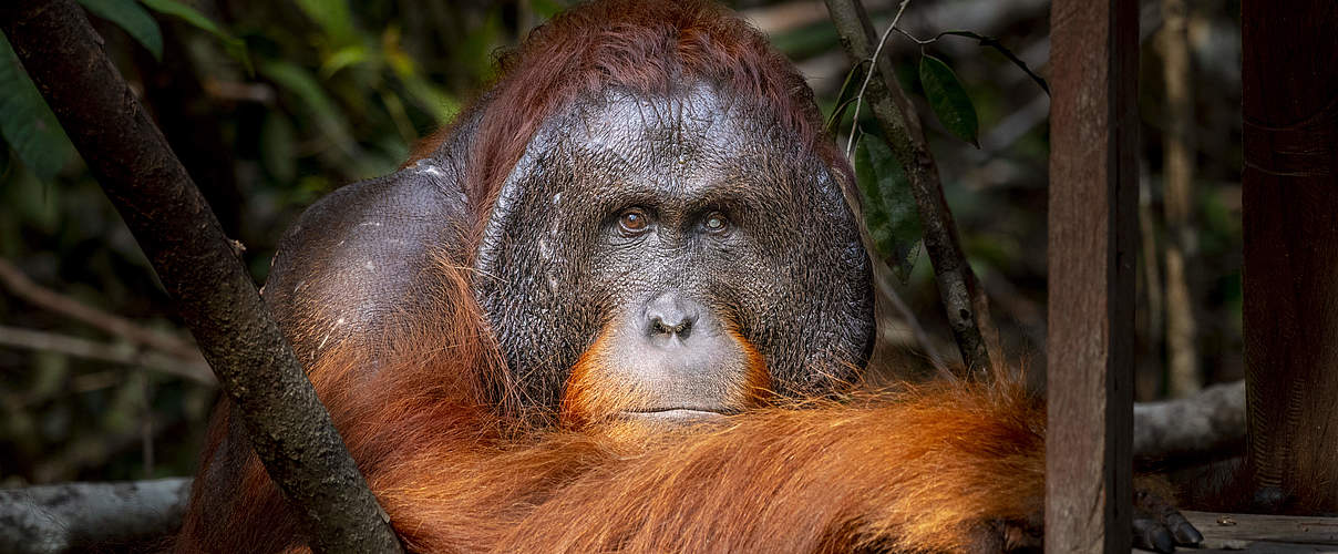 Orang-Utan-Männchen im Tanjung Puting-Nationalpark in Kalimantan © Kaisa Siren / WWF