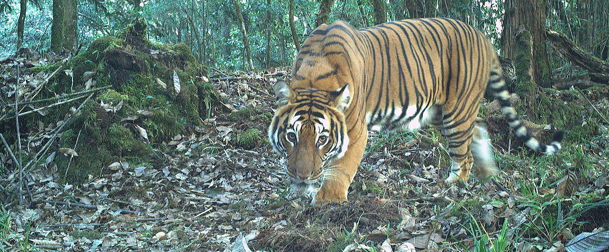 Tiger in Bhutan in der Kamerafalle © Global Tigers AODocs