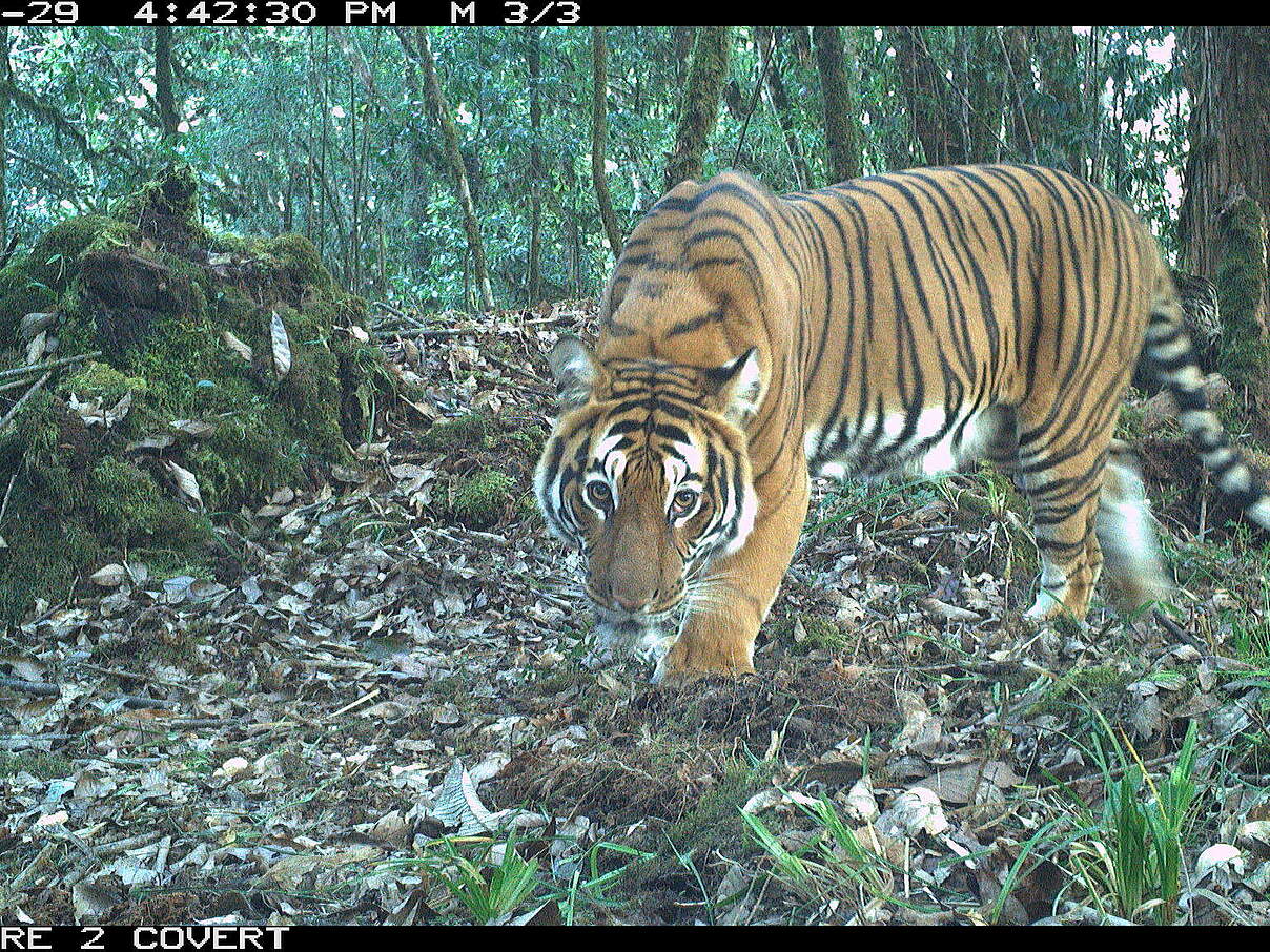 Tiger in Bhutan in der Kamerafalle © Global Tigers AODocs Tiger in Bhutan in der Kamerafalle © Global Tigers AODocs