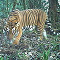 Tiger in Bhutan in der Kamerafalle © Global Tigers AODocs