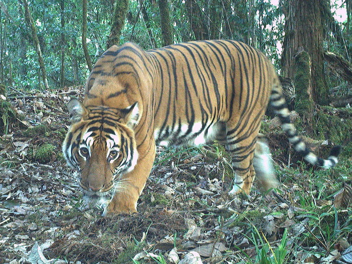 Tiger in Bhutan in der Kamerafalle © Global Tigers AODocs