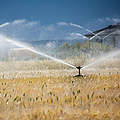 Wassernutzung im Agrarsektor © iStock / Getty Images