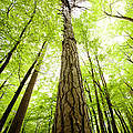 Wald in Montenegro © Michel Gunther / WWF-Canon