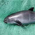 Gefanger Vaquita ©Flip Nicklin Minden/WWF