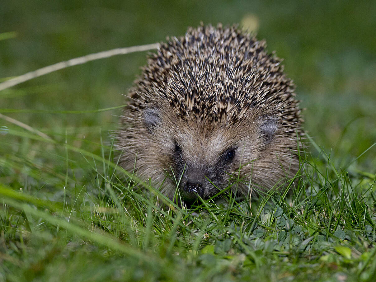 Igel © Ralph Frank WWF