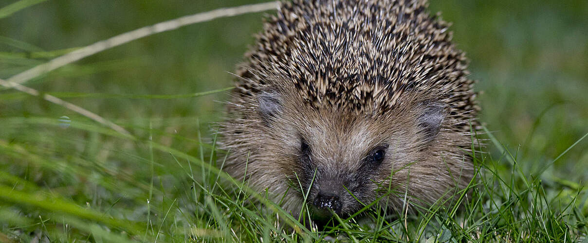 Igel © Ralph Frank WWF