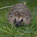 Igel © Ralph Frank WWF