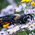 Insektenentdecker © Klemens Karkow
