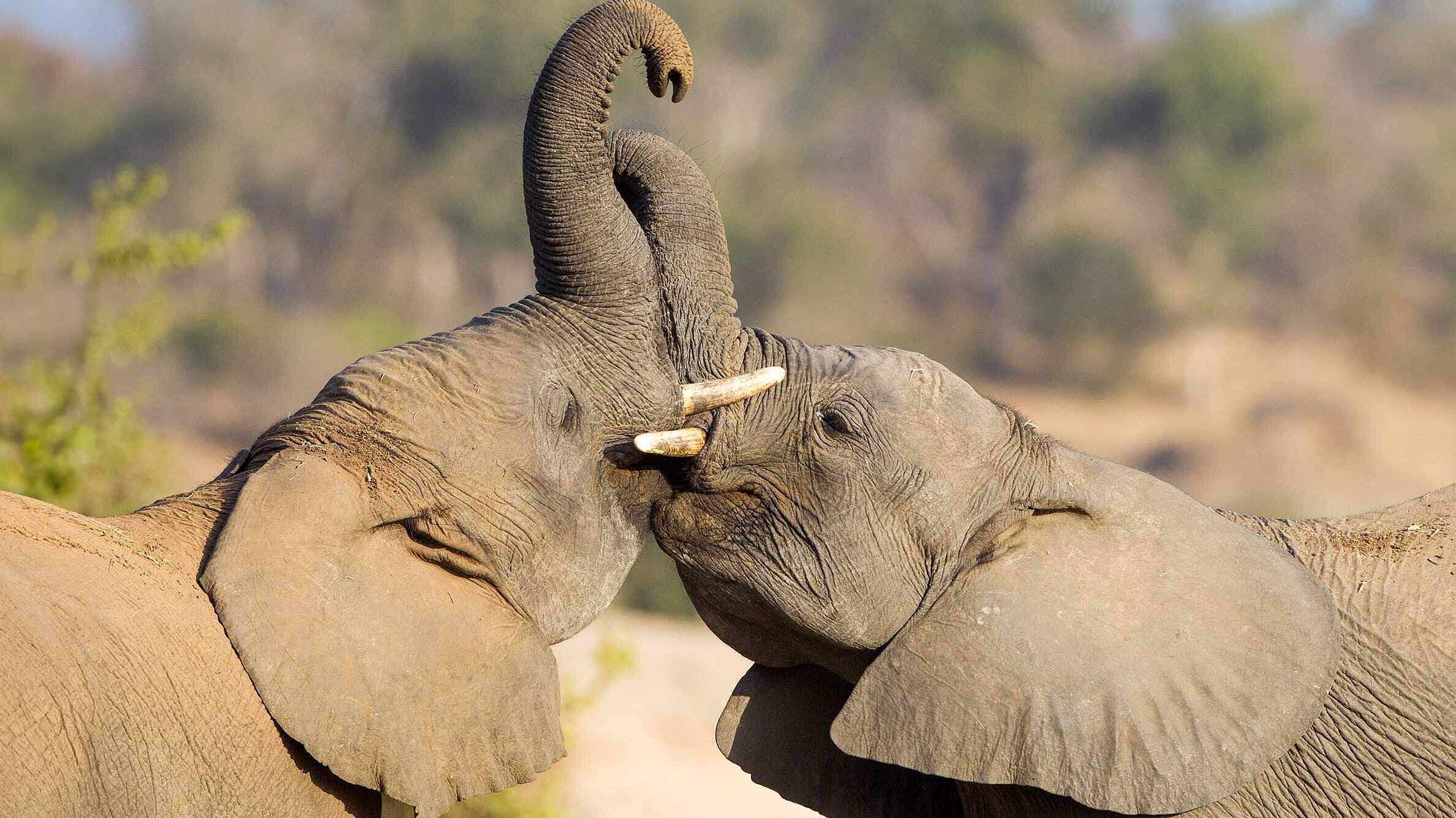 Paten Header Elefant © WWF