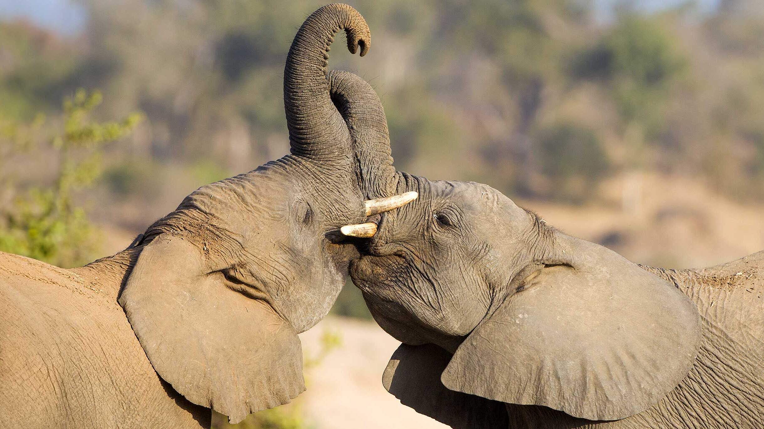 Paten Header Elefant © WWF