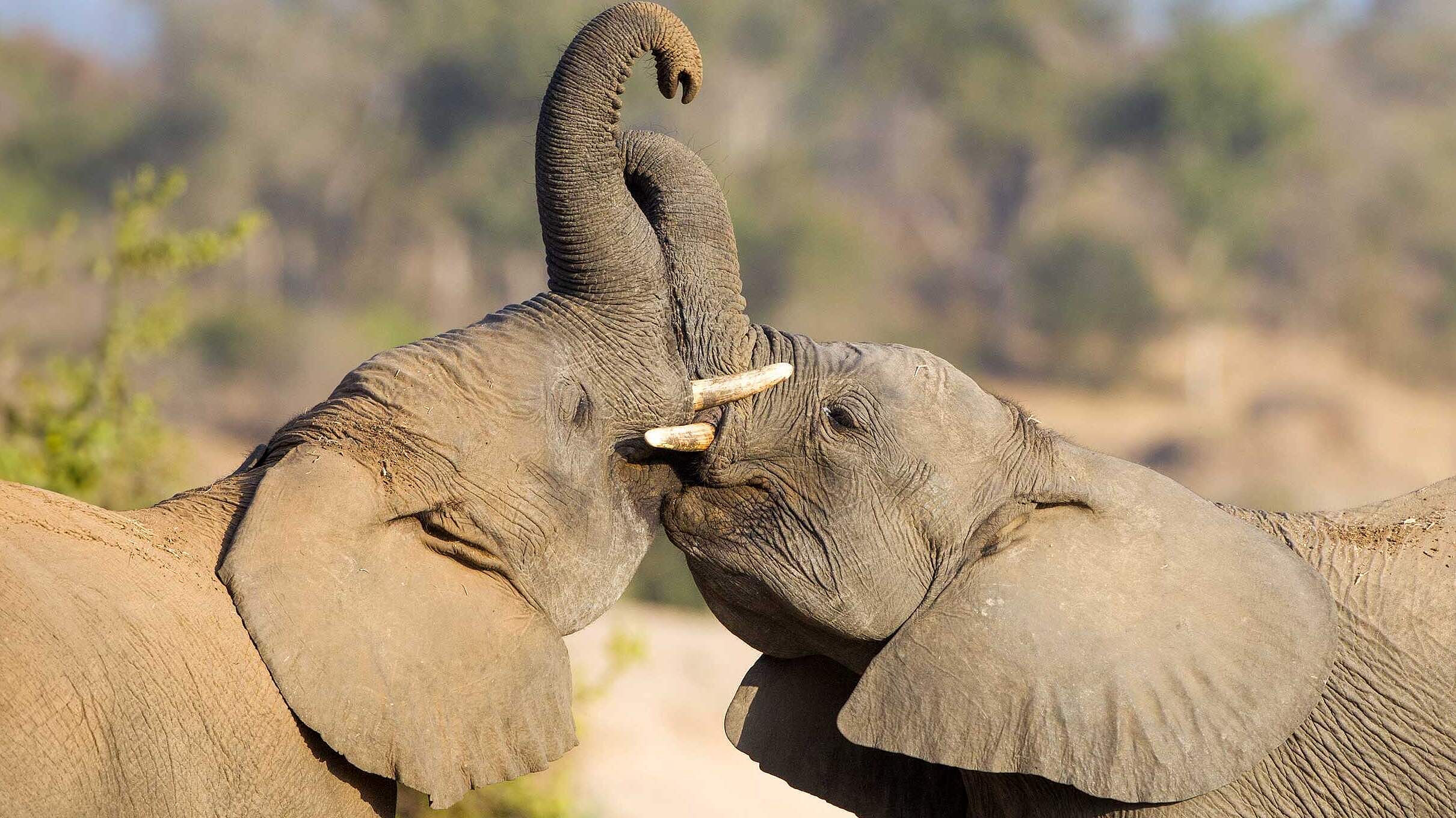 Paten Header Elefant © WWF