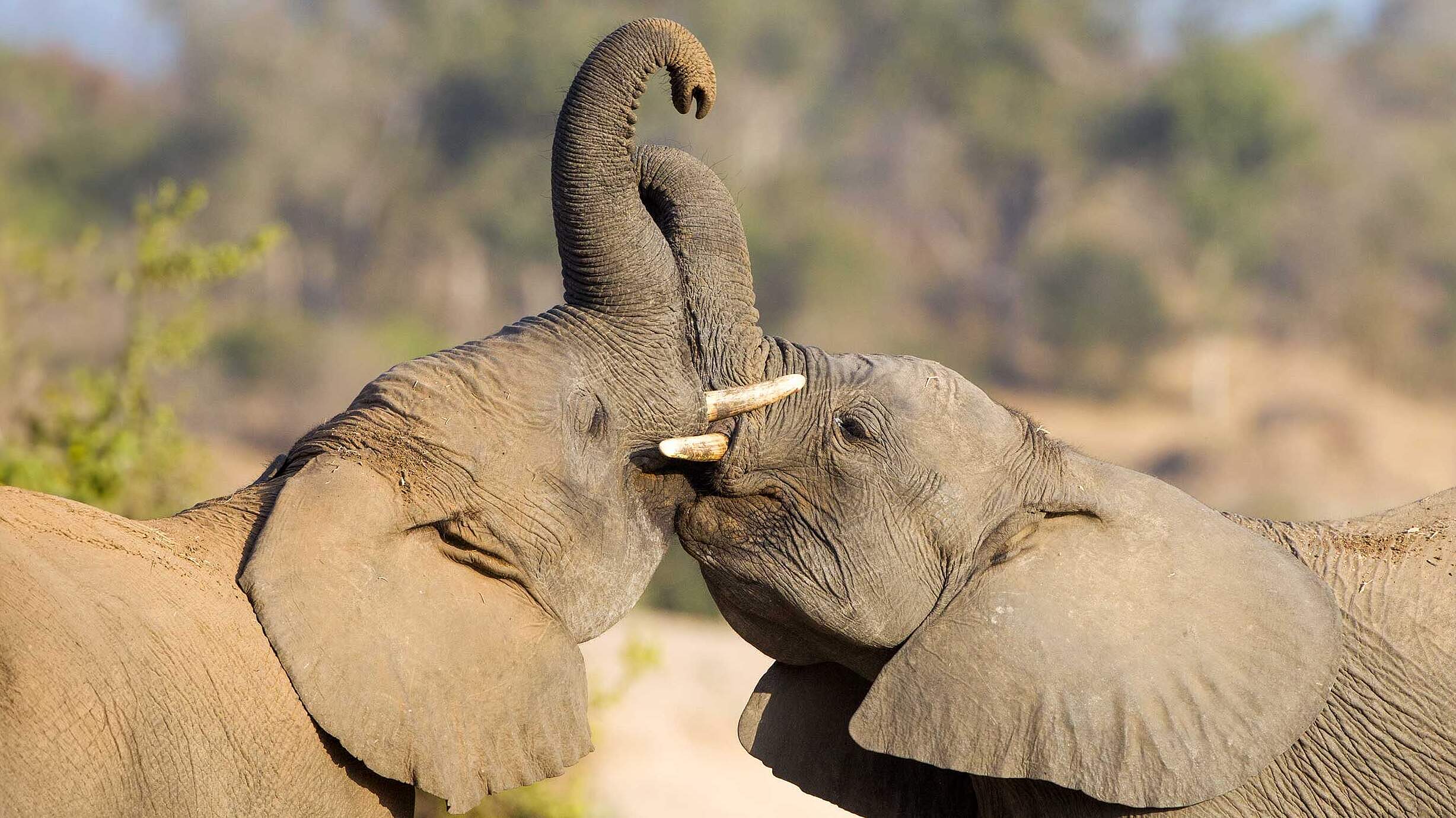 Paten Header Elefant © WWF