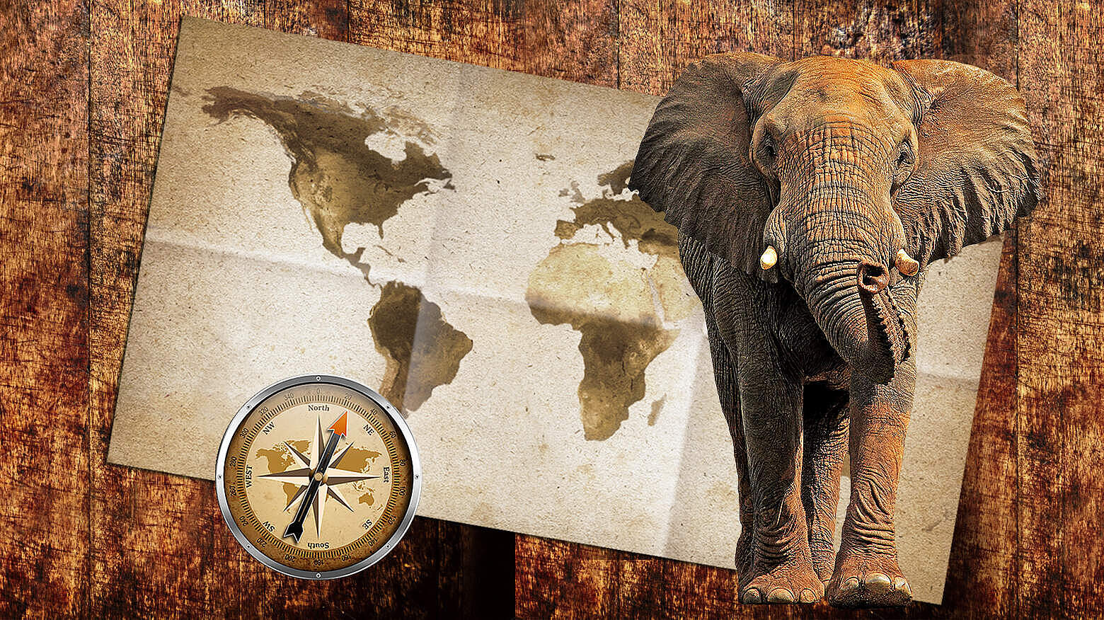 Paten Header Elefant © WWF