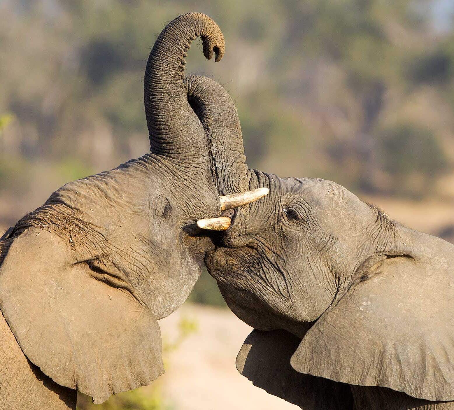 Paten Header Elefant © WWF