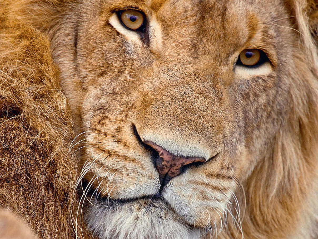 WWF-Urkunde Löwe © WWF
