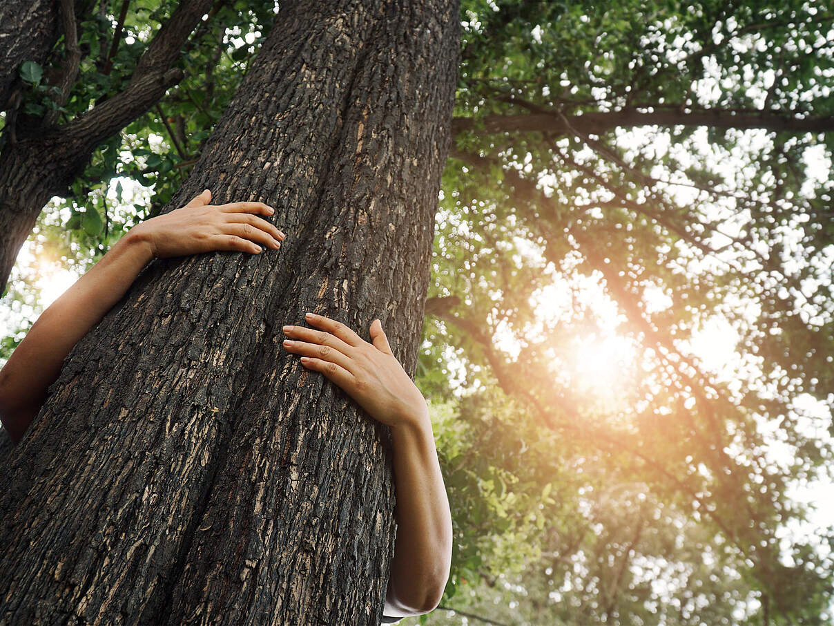 Baum wird umarmt 