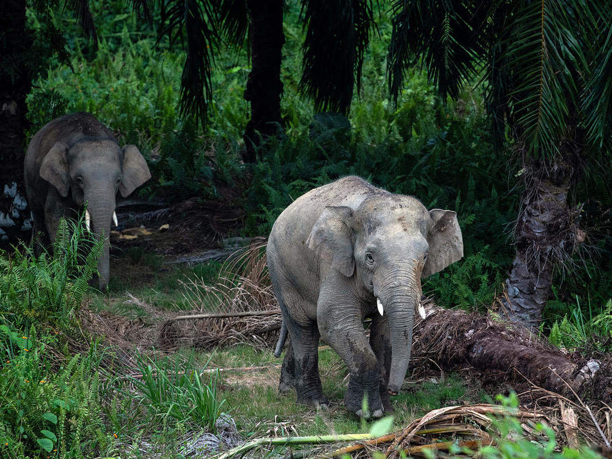 Borneo Elefanten, Sabah, Borneo © Chris J. Ratcliffe / WWF