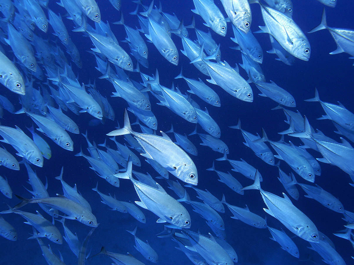 Fischschwarm © Brent Stirton / Getty Images