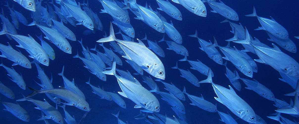 Fischschwarm © Brent Stirton / Getty Images