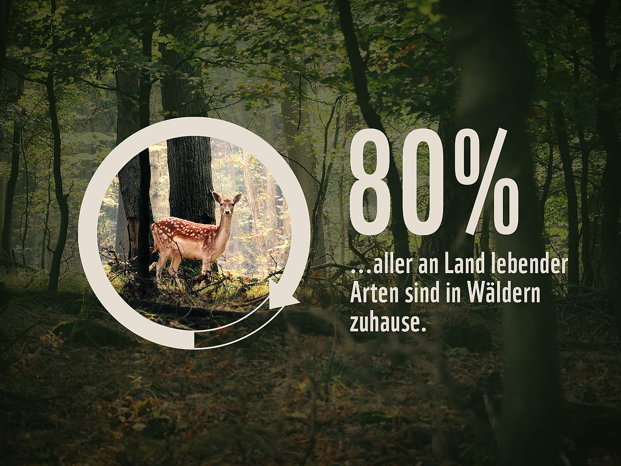 80% aller an Land lebenden Arten leben in Wäldern © Unsplash.com / Siska Vrijburg